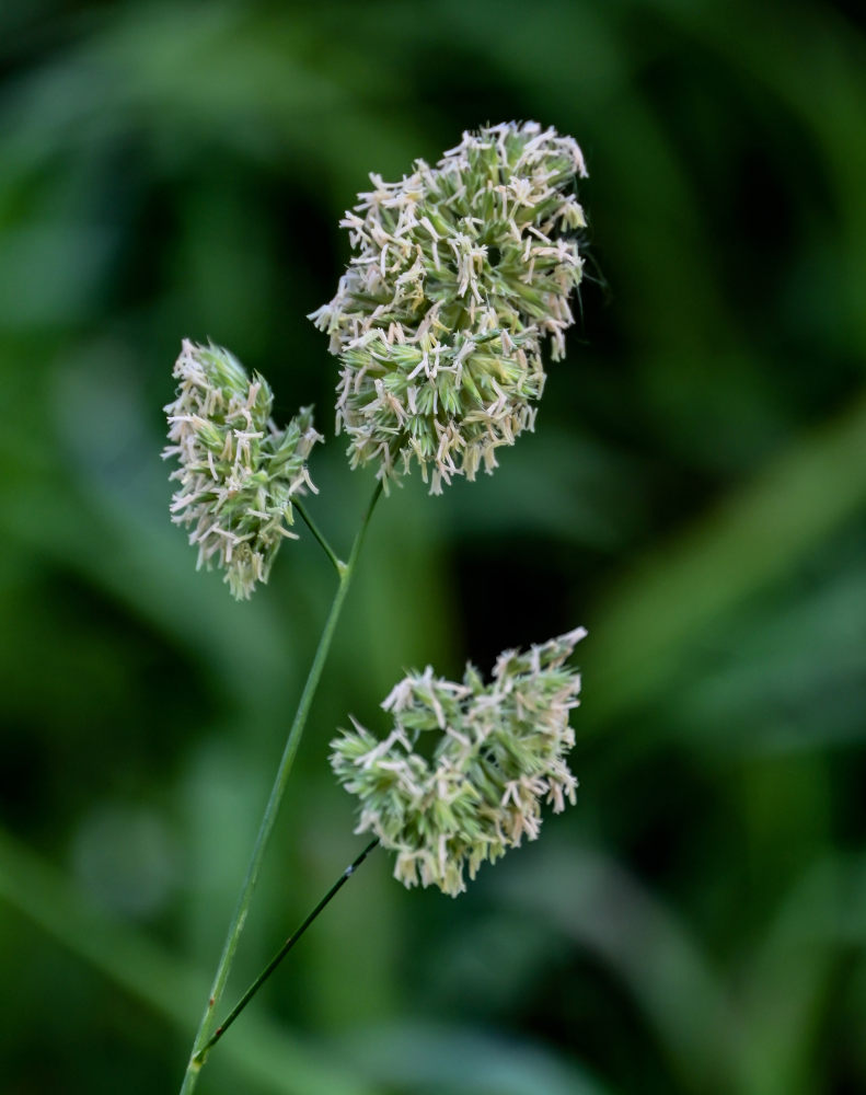 Изображение особи Dactylis glomerata.