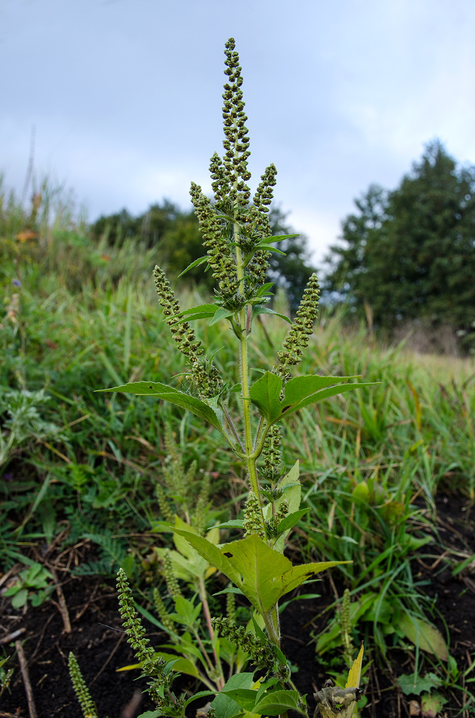 Image of Ambrosia trifida specimen.