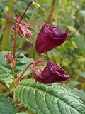 Impatiens glandulifera. Бутоны. Хабаровский край, окр. г. Комсомольск-на-Амуре, граница смешанного леса и просеки ЛЭП. 28.09.2024.