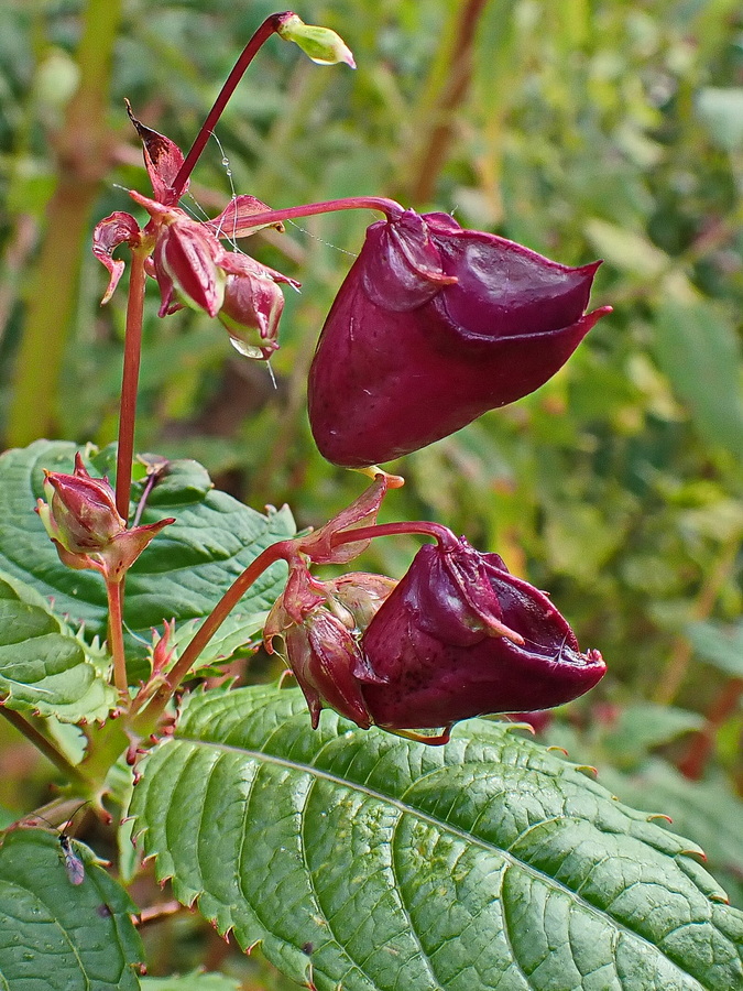 Image of Impatiens glandulifera specimen.