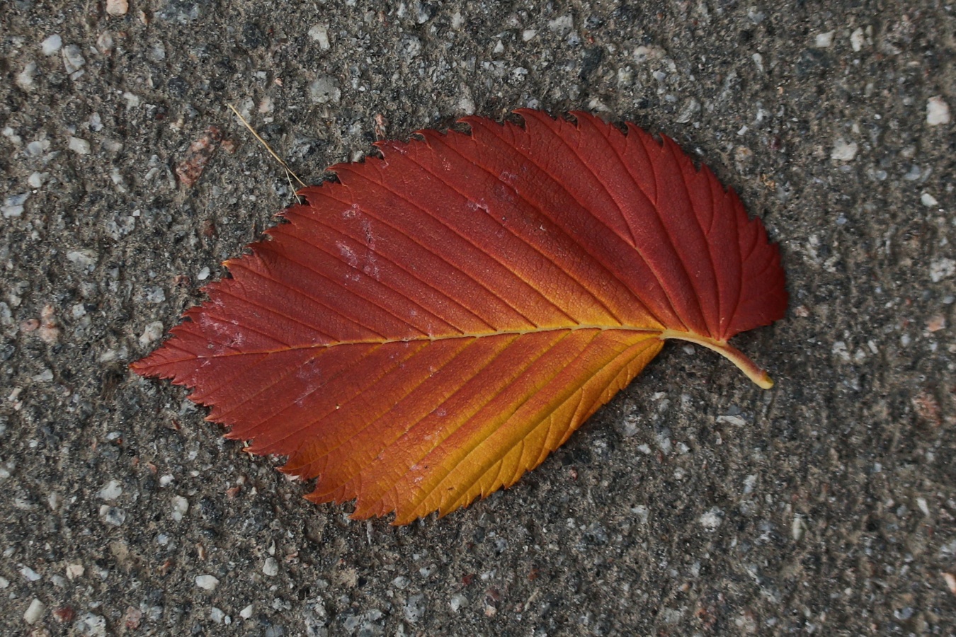 Изображение особи Ulmus laevis.