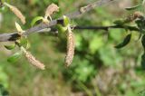 genus Salix. Часть побега с отцветшими мужскими соцветиями. Кабардино-Балкария, Эльбрусский р-н, окр. поляны Чегет, выс. 2070 м н.у.м., левый берег р. Донгуз-Орун. 16 июня 2018 г.