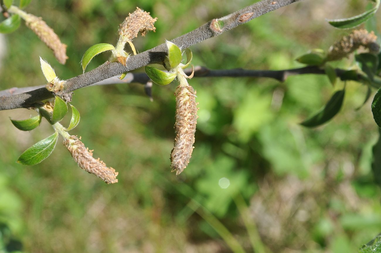 Image of genus Salix specimen.