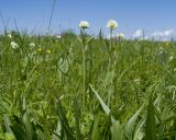 Trifolium montanum