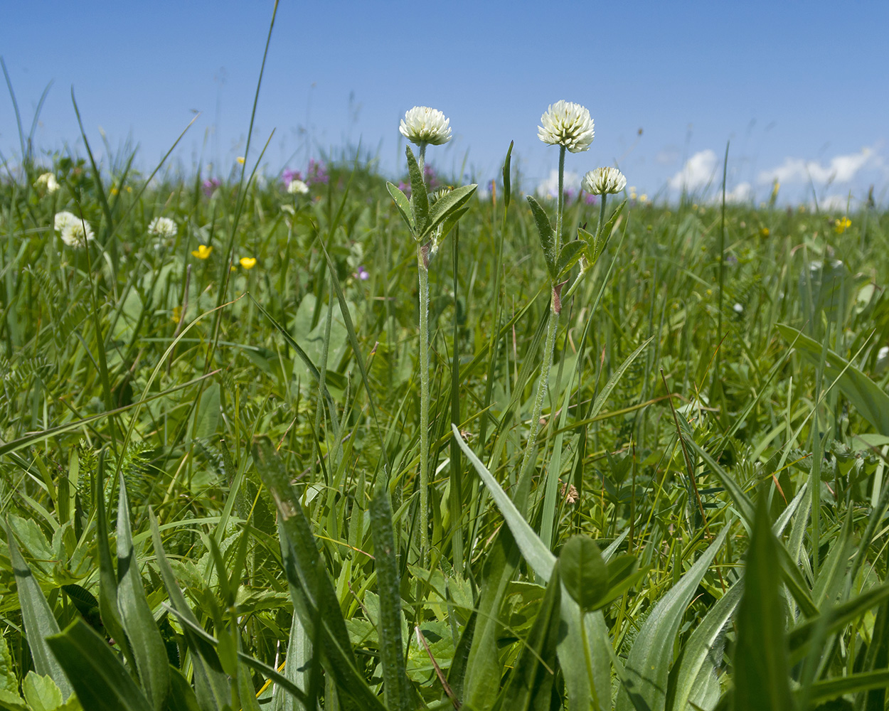 Изображение особи Trifolium montanum.