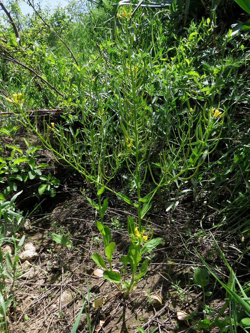 Изображение особи Barbarea plantaginea.