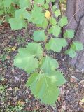 Platanus occidentalis