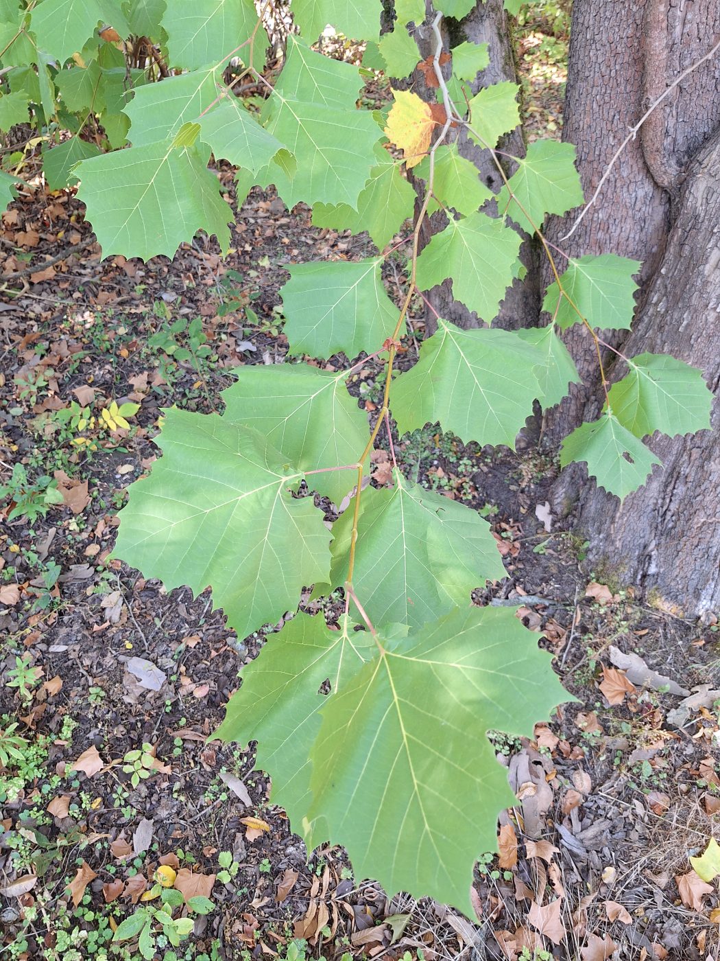 Изображение особи Platanus occidentalis.