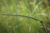 Equisetum fluviatile