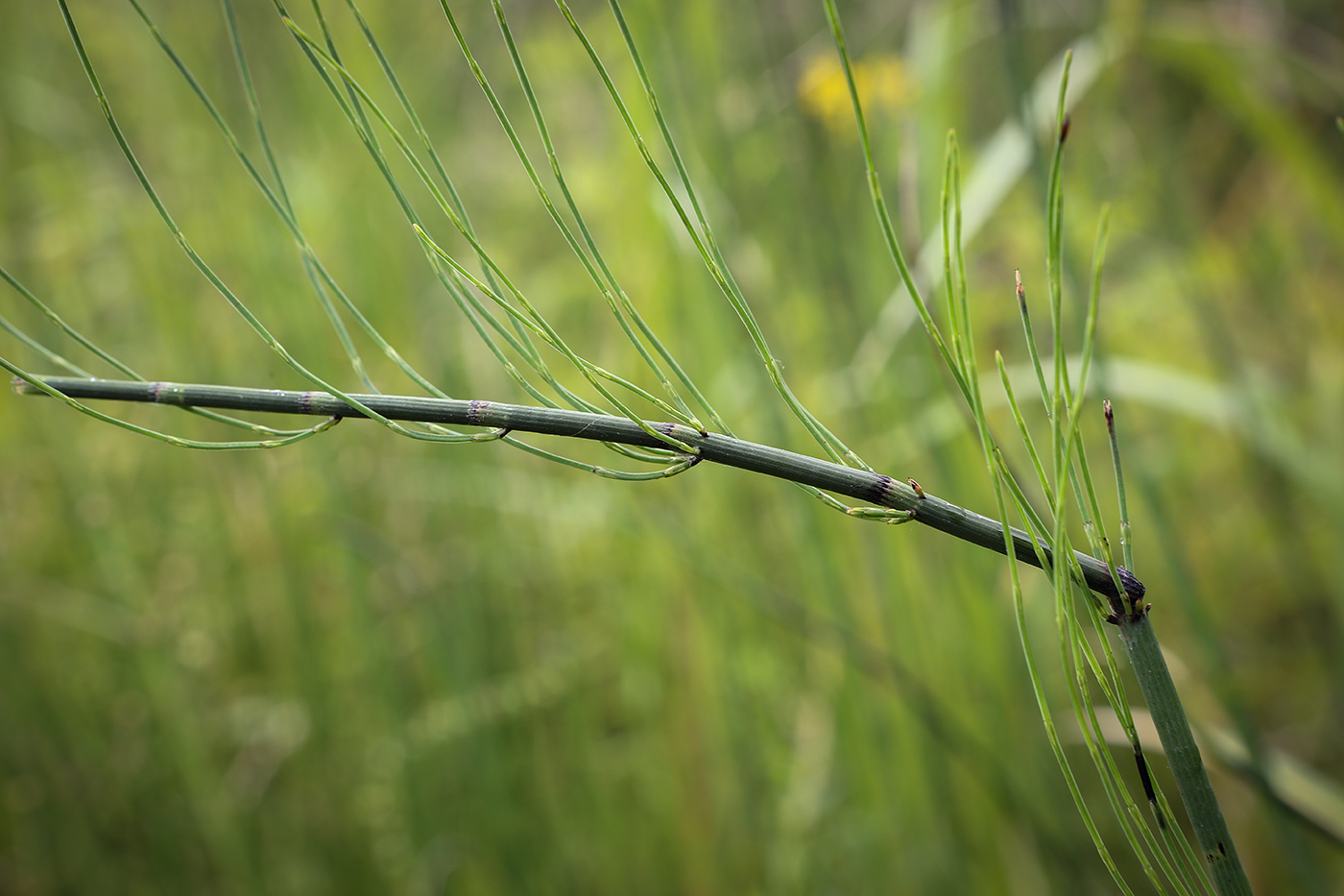 Image of Equisetum fluviatile specimen.