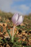 Colchicum triphyllum. Цветущее растение. Крым, Севастополь, Балаклава, гора Крепостная. 02.02.2025.