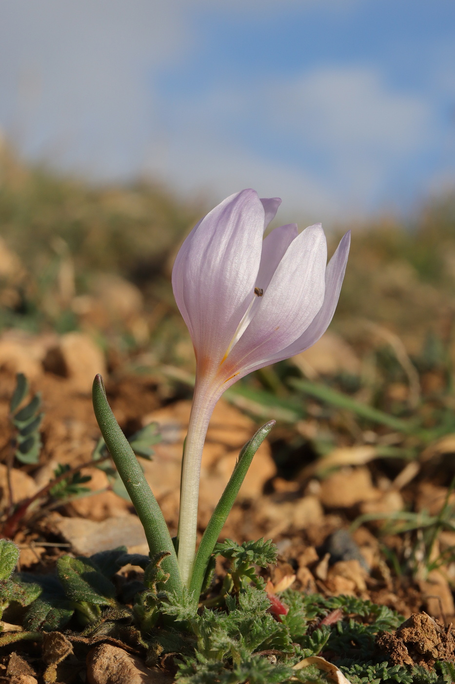 Image of Colchicum triphyllum specimen.