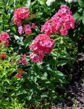 Phlox paniculata