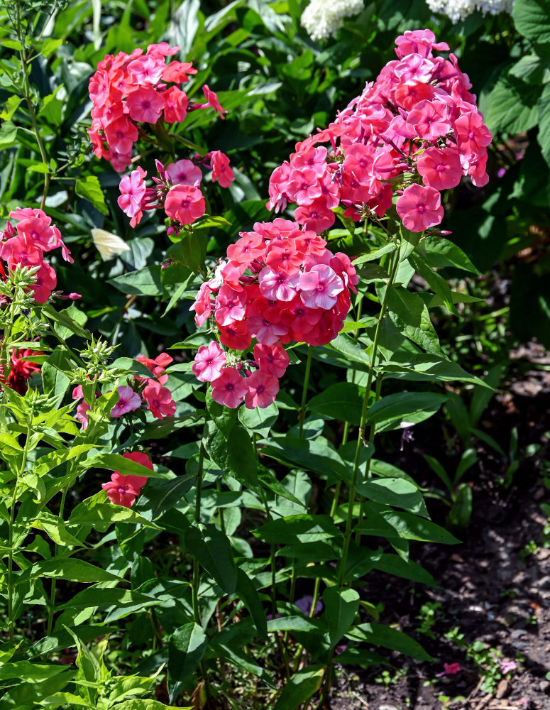 Image of Phlox paniculata specimen.