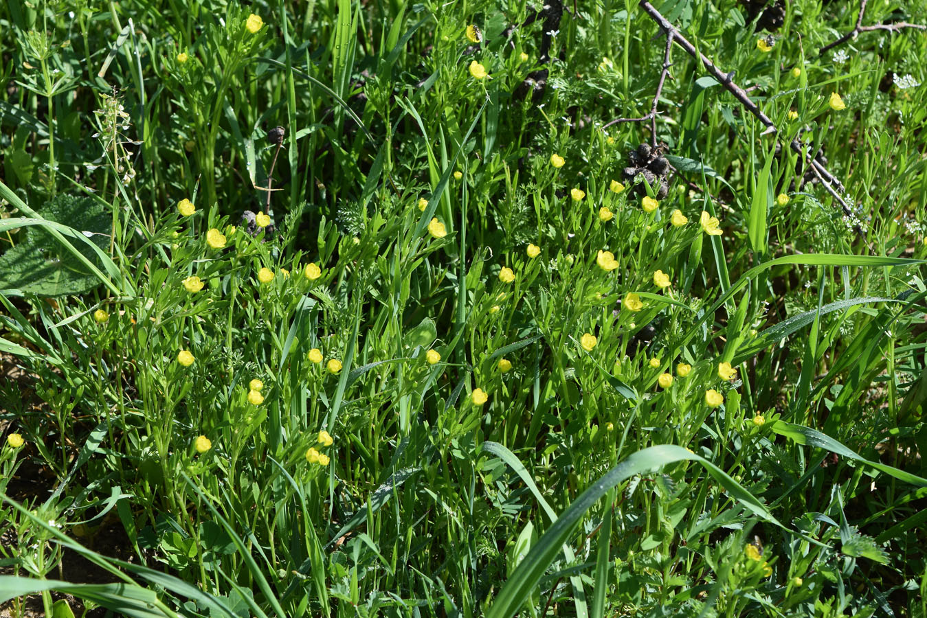 Image of Ranunculus arvensis specimen.