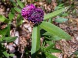 Trifolium alpestre. Отцветающее и цветущее соцветия и листья (вид сверху). Крым, Южный Берег, окр. с. Лучистое, гора Южная Демерджи, лесистый склон. 03.06.2024.