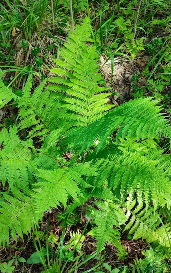 Изображение особи Athyrium filix-femina.
