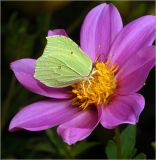 Dahlia pinnata. Соцветие с питающейся бабочкой-лимонницкй Gonepteryx rhamni. Московская обл., Раменский р-н, окр. дер. Хрипань, садовый участок. 27.07.2012.