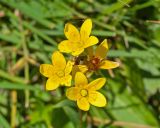 Saxifraga hirculus. Цветки и отцветший цветок с завязавшимся плодом. Кабардино-Балкария, Черекский р-н, у места впадения Туялы Западной в Псыгансу, ≈ 2400 м н.у.м., альпийский луг на донной морене. 30.07.2024.