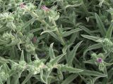 Echium angustifolium. Верхушки побегов с соцветиями. Израиль, Большой Тель-Авив, г. Рамат-Авив. 25.03.2008.