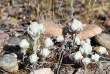 View full-size image Cymbolaena griffithii