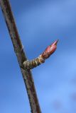 View full-size image Sorbus commixta