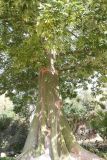 Ceiba pentandra. Нижняя часть дерева (возраст - не более 50 лет). Израиль, кибуц Эйн-Геди, ботанический сад. 22.02.2011.