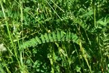 View full-size image Astragalus falcatus