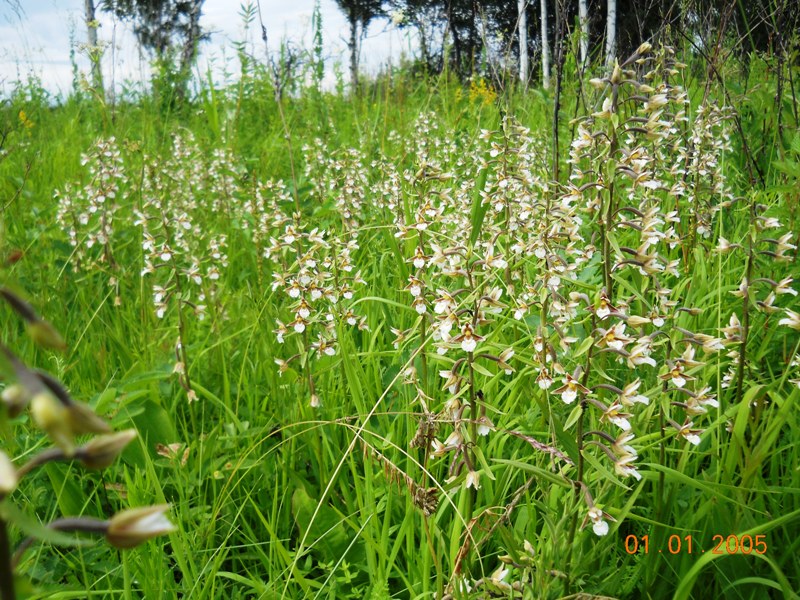 Image of Epipactis palustris specimen.