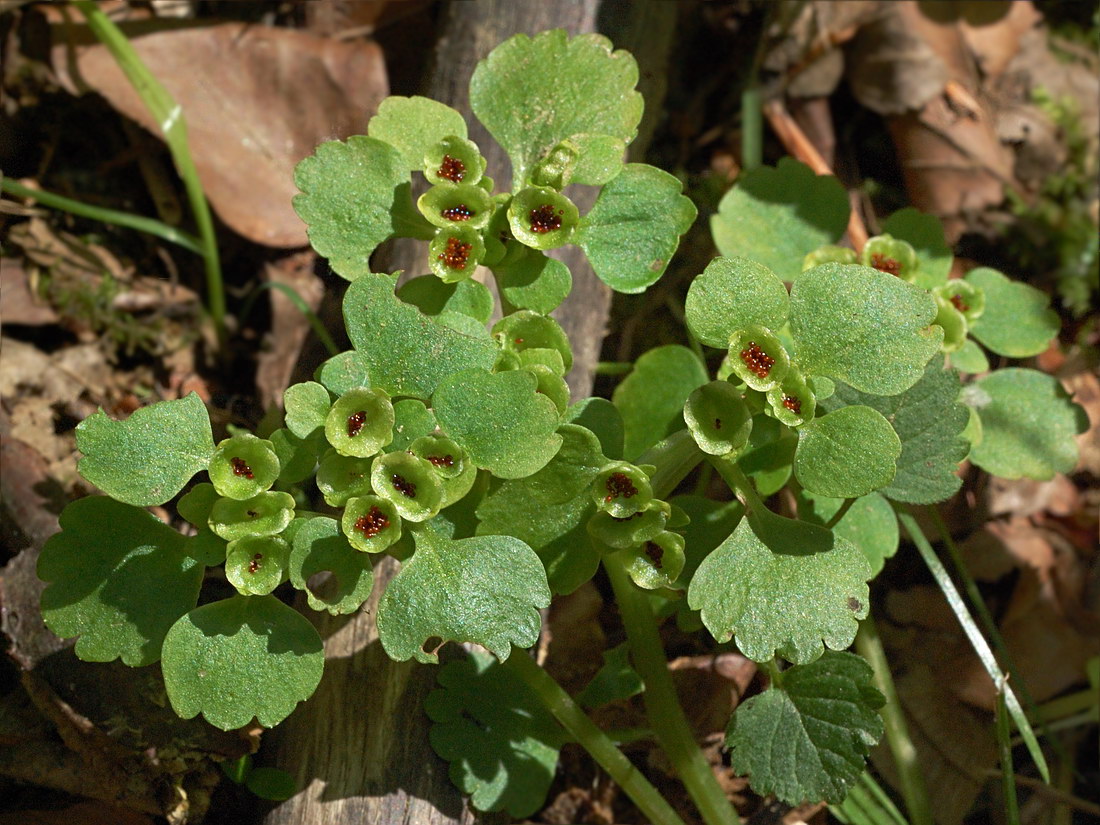 Image of Chrysosplenium alternifolium specimen.