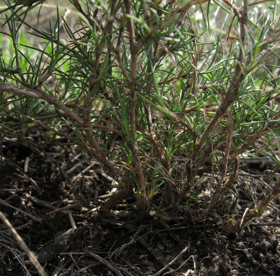 Изображение особи Minuartia leiosperma.