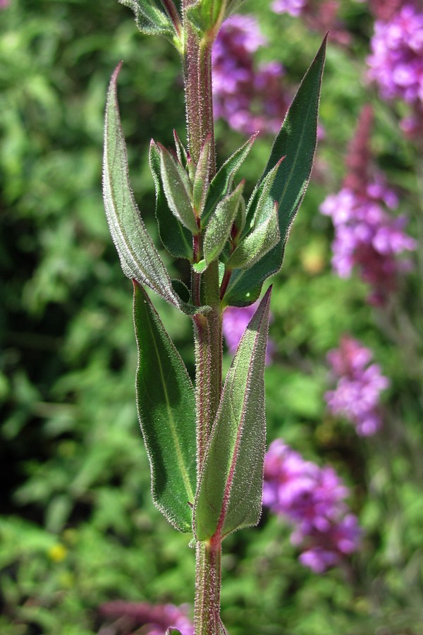 Image of Lythrum tomentosum specimen.