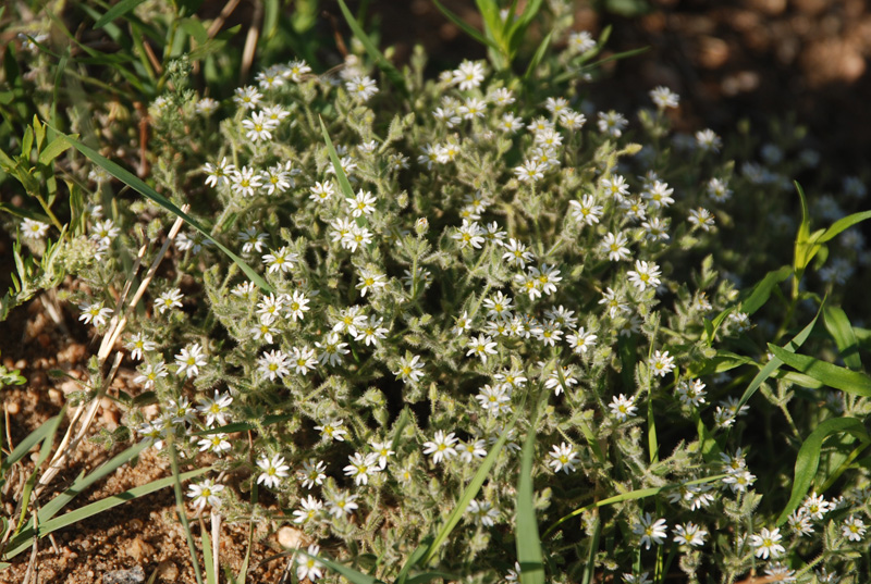 Image of Stellaria dichotoma specimen.