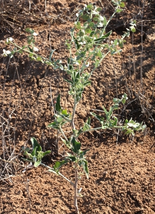 Image of Atriplex aucheri specimen.