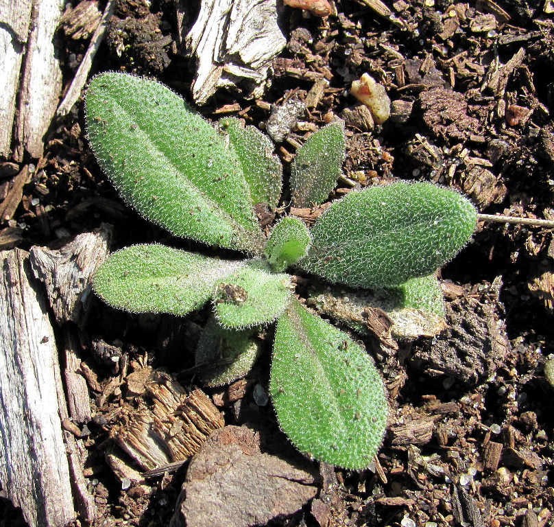 Изображение особи Arabis borealis.