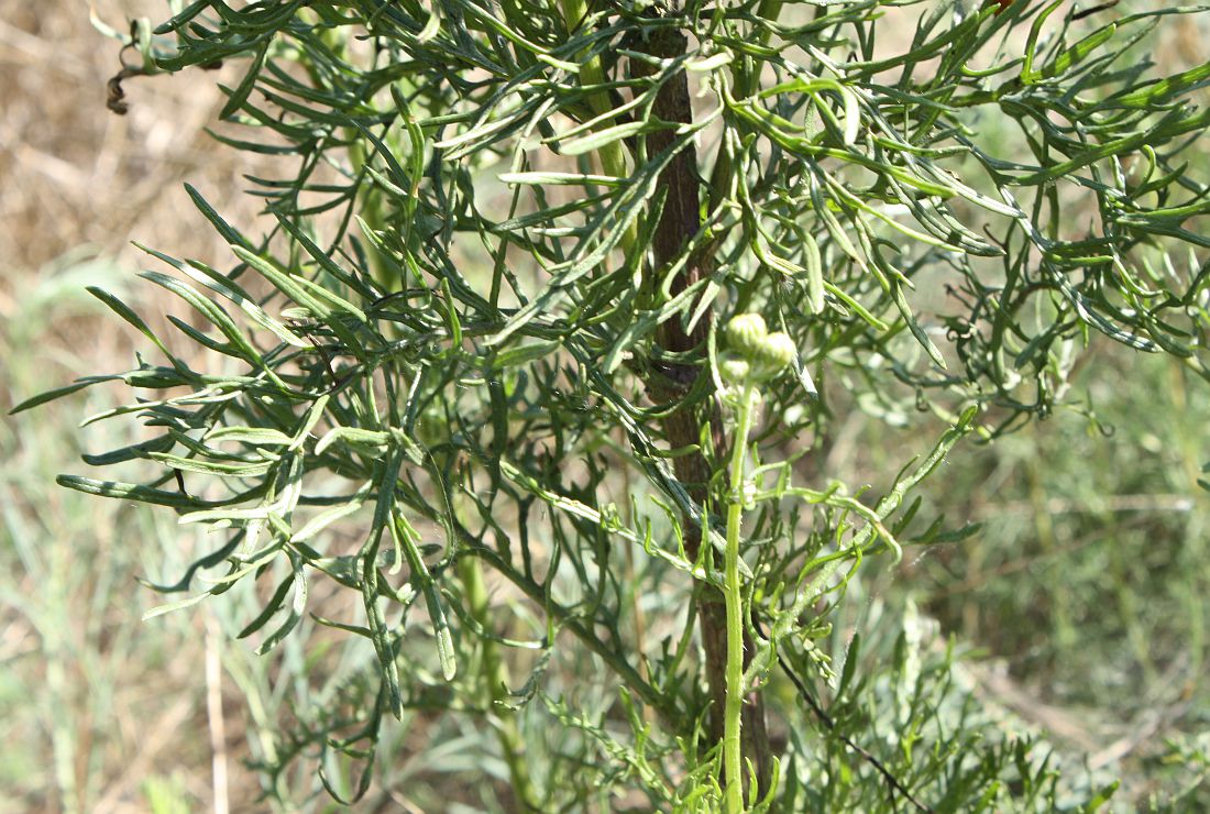 Изображение особи Senecio borysthenicus.