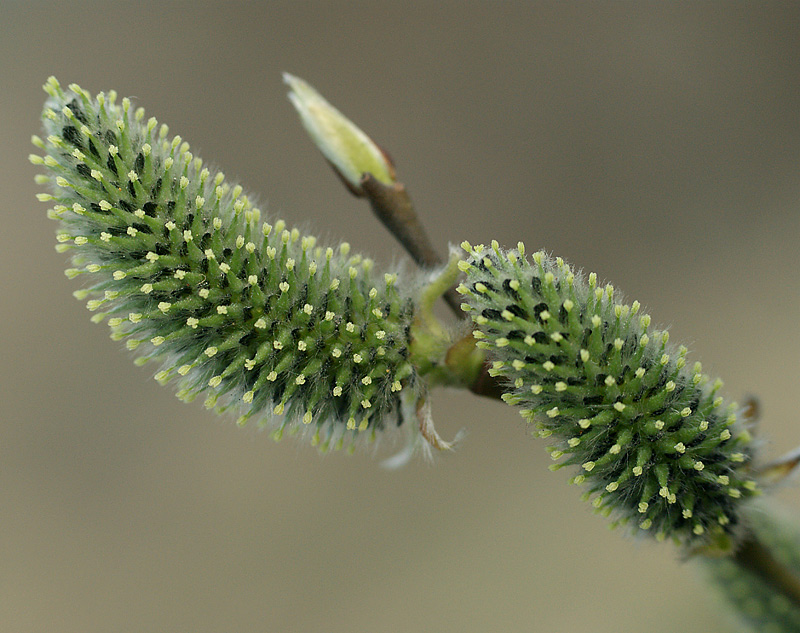 Image of Salix cinerea specimen.