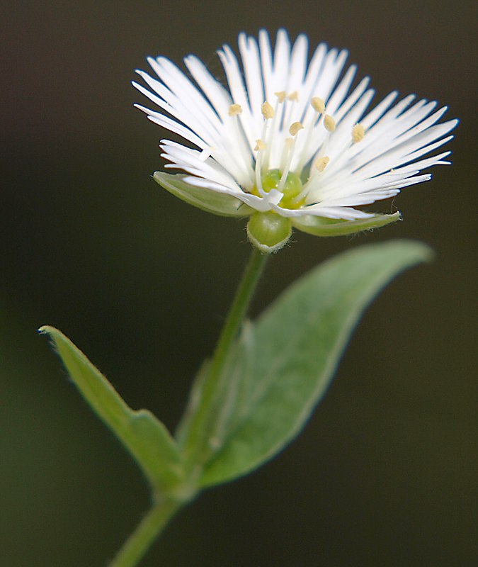 Изображение особи Fimbripetalum radians.