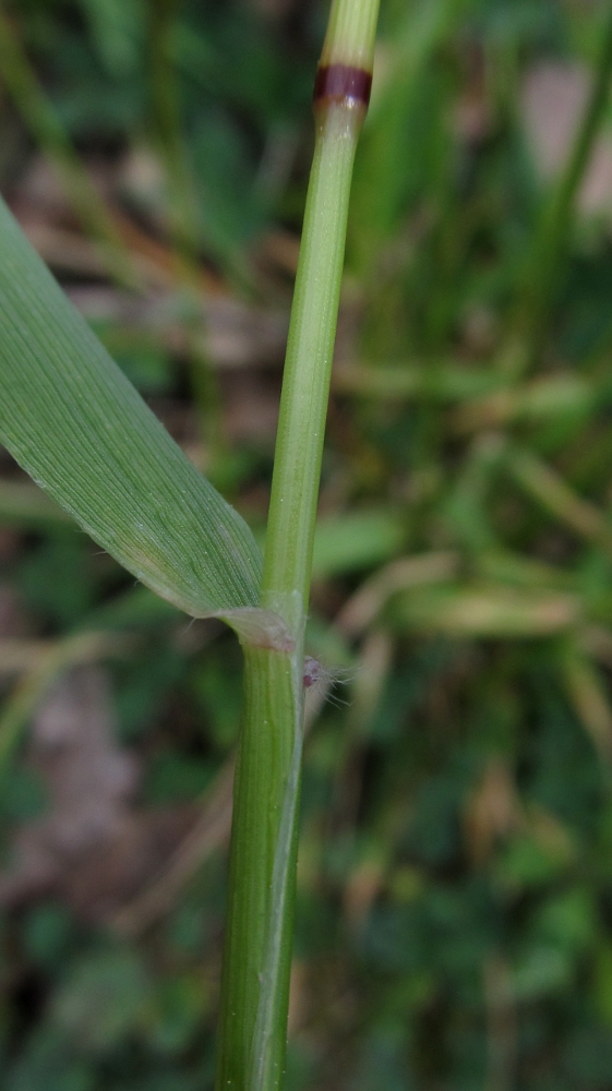 Image of Anthoxanthum odoratum specimen.