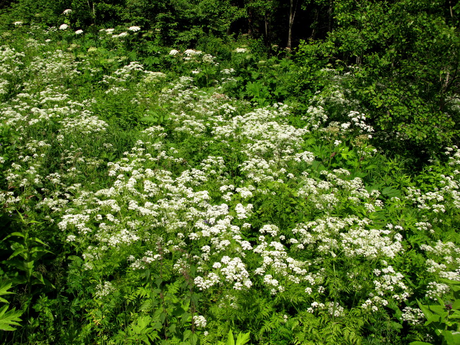 Изображение особи Anthriscus sylvestris.