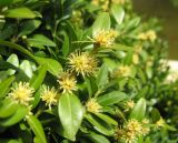 Buxus sempervirens. Верхушка побега с соцветиями. Южный берег Крыма, Никитский ботанический сад. 18 апреля 2012 г.