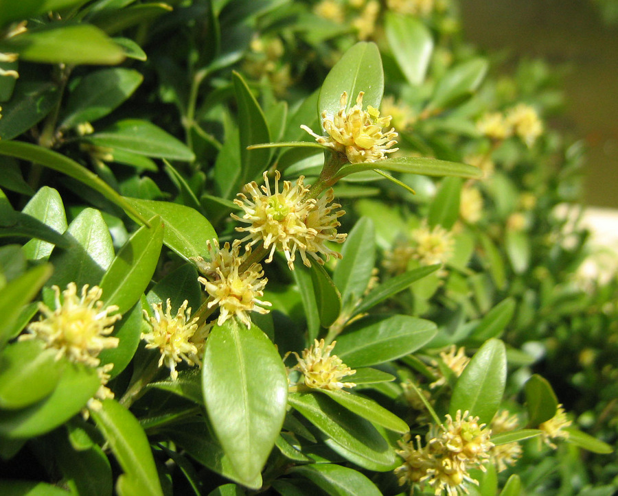 Image of Buxus sempervirens specimen.