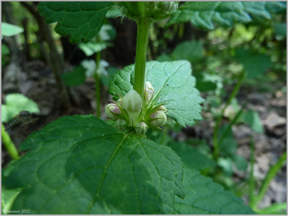 Image of Lamium album specimen.