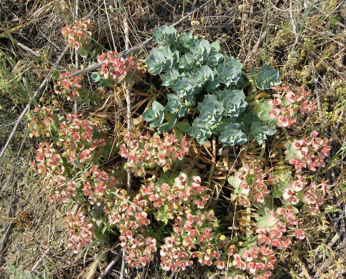 Image of Euphorbia myrsinites specimen.