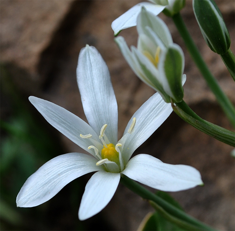 Изображение особи Ornithogalum montanum.