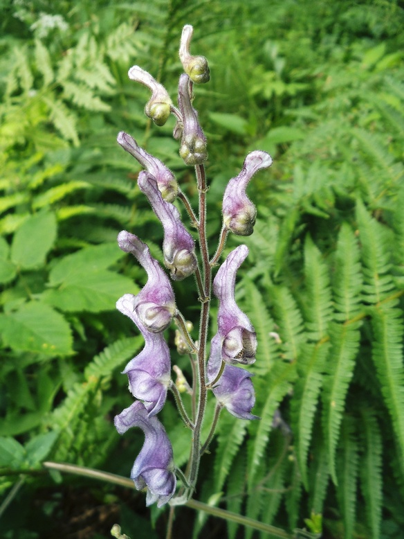 Image of Aconitum septentrionale specimen.