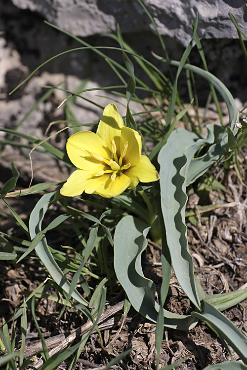 Изображение особи Tulipa lemmersii.