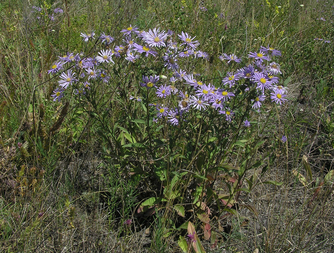 Image of Aster amellus specimen.