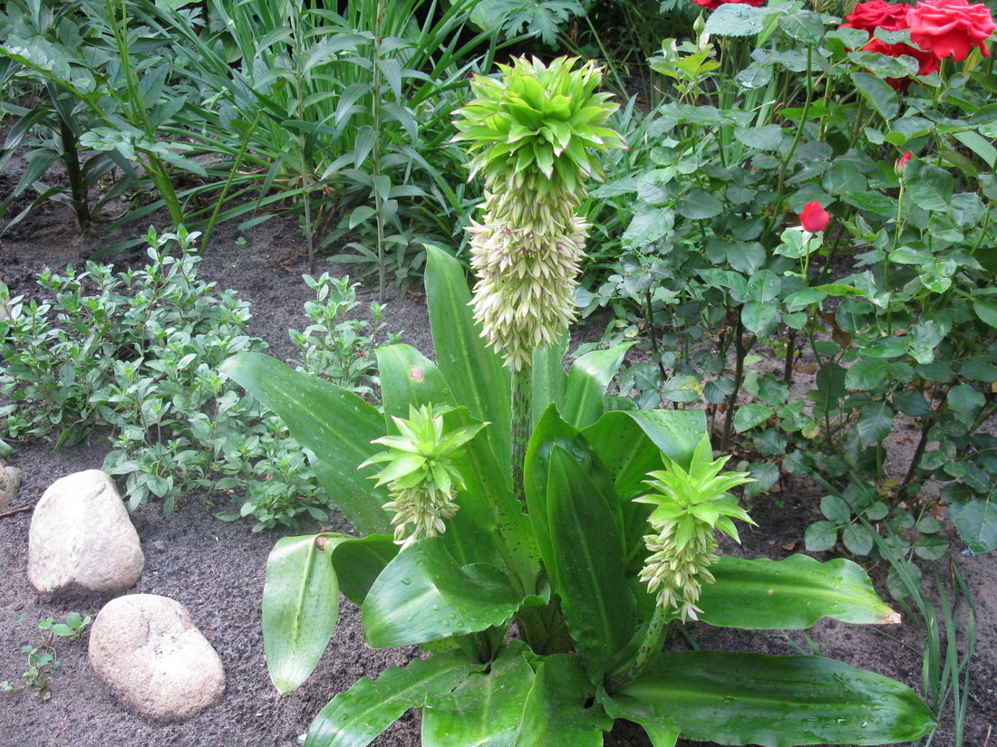 Изображение особи Eucomis bicolor.