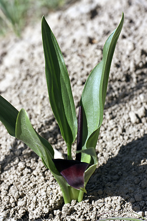 Image of Eminium lehmannii specimen.